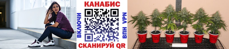 Марихуана марихуана  как найти закладки  Бирюч 